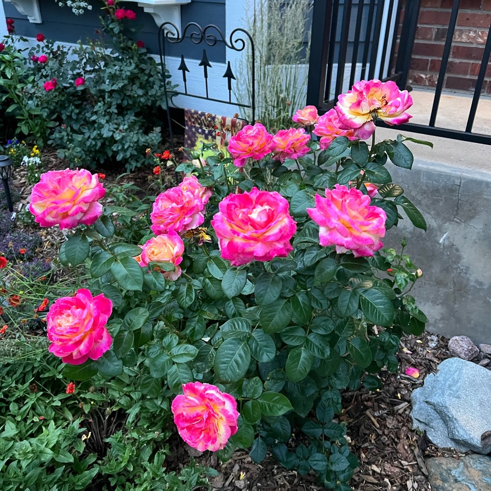 Meet your Posher, Stacy